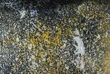 Polished Slab of Petrified Palmwood - Nephi, Utah #96071-1